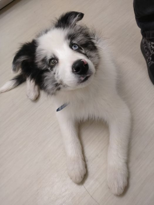 Border collie piesek gotowy do odbioru