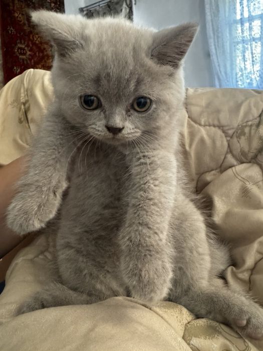 котики шотландські