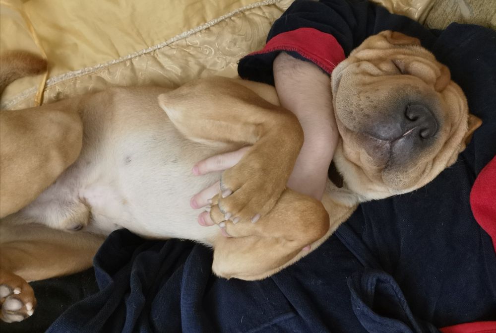 В'язка Шар-пей, вязка Шарпей, шукаємо подругу, случка