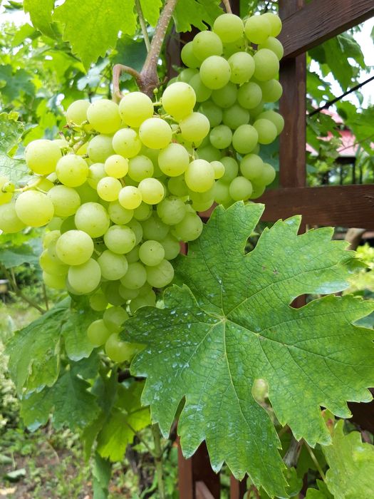 Будинок, 200м2, Гоголів, 20 сот., Сауна, Безготівка, Броварський р-н