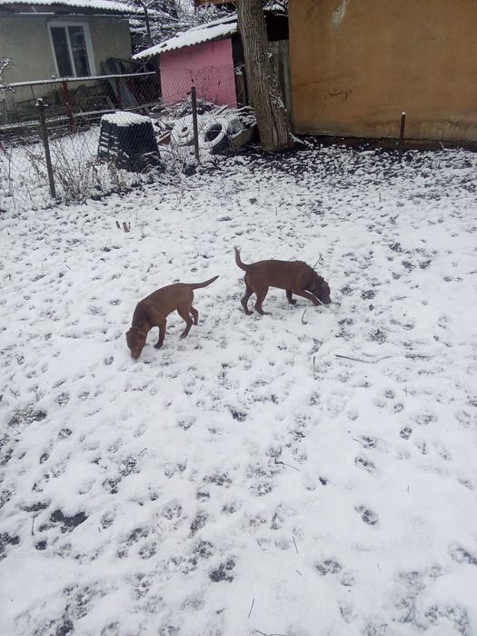 Підбульчики 3місяці
