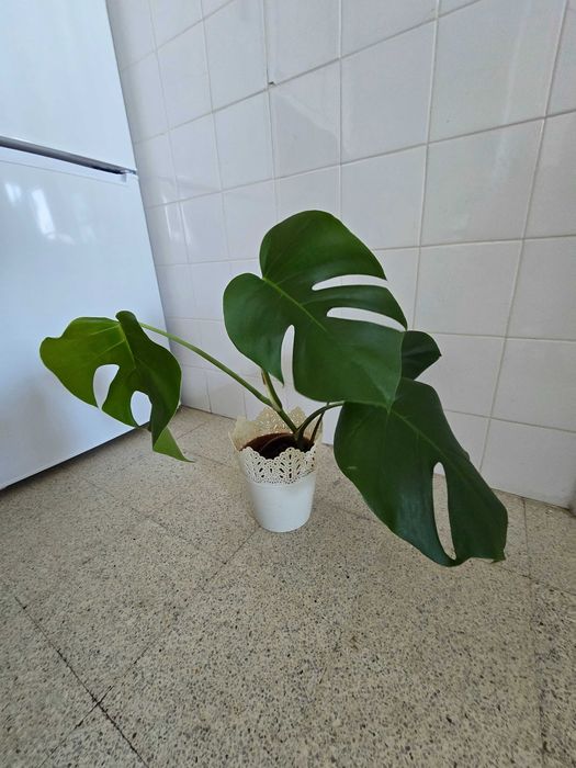 Planta natural Monstera