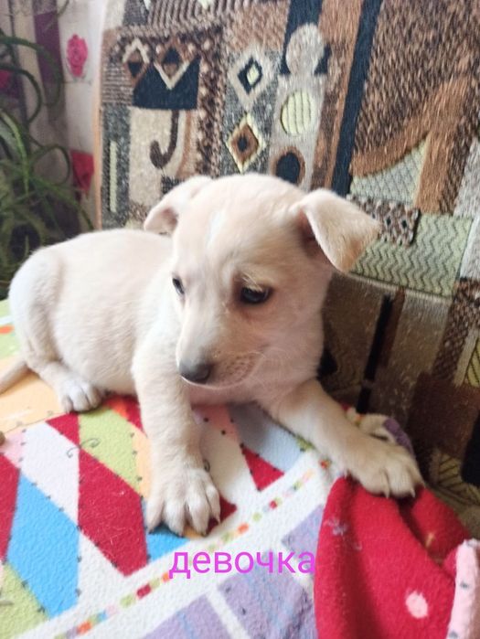Отдам щенка в хорошие руки