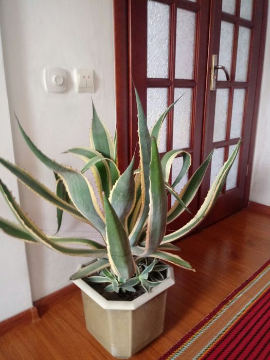 Агава американська