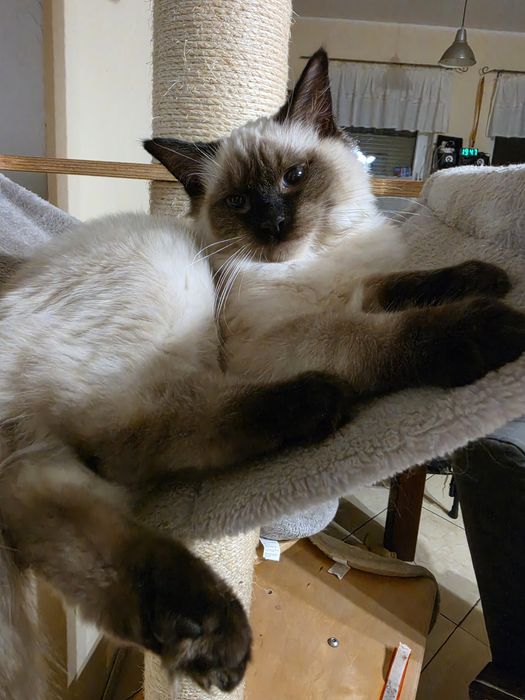 Śliczna kotka ragdoll
