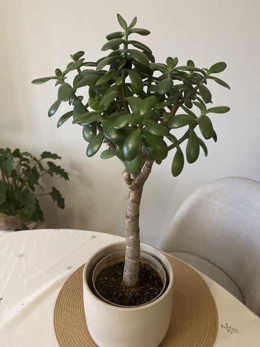 Grubosz wieloletni wys. 46,5 mierzona od podloża