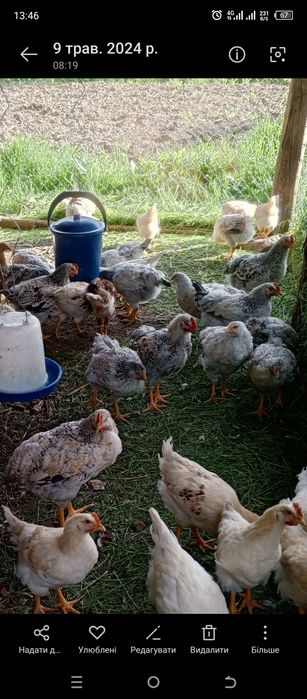 Підрощені курчата