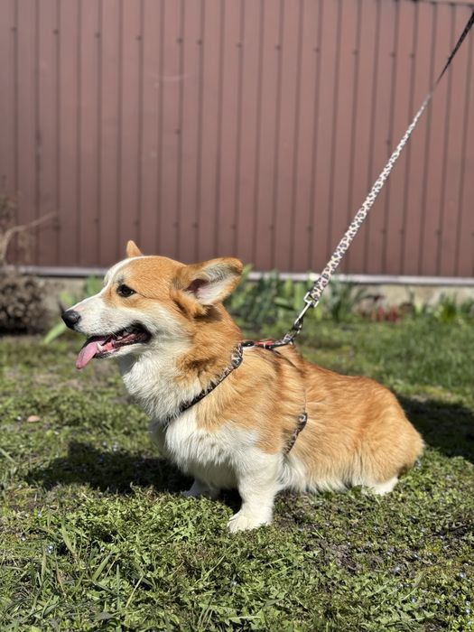 Хлопчик коргі пемброк!