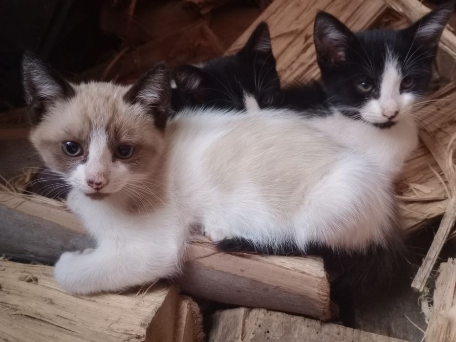 Dá-se gatinhos bebés