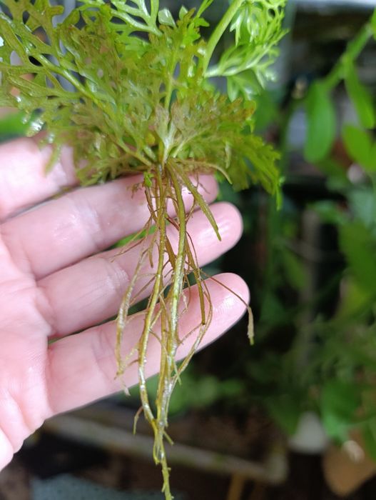 Папороть індійська акваріумна рослина