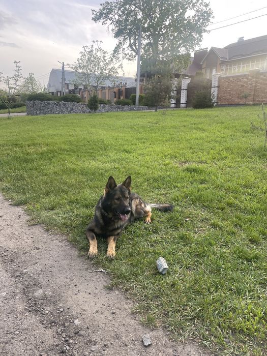 Вязка. Кобель немецкой овчарки зонарний