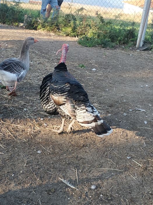 Perus e peruas para venda