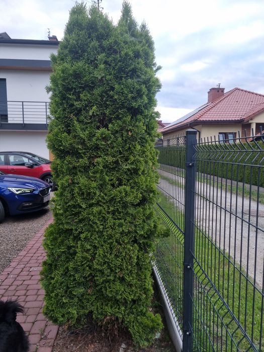 Oddam tuje wys. 2,5m
