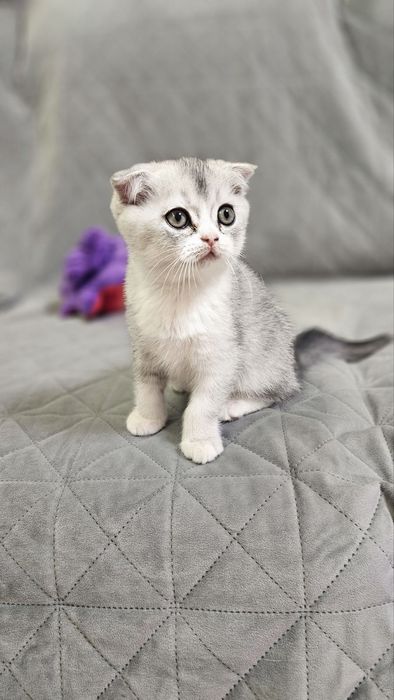 Шотландські кошенята