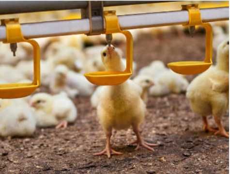 Набір для брудеру, набор для брудера