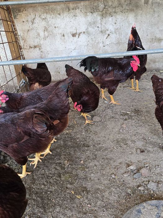 Ovos galados  Rhode Island Red