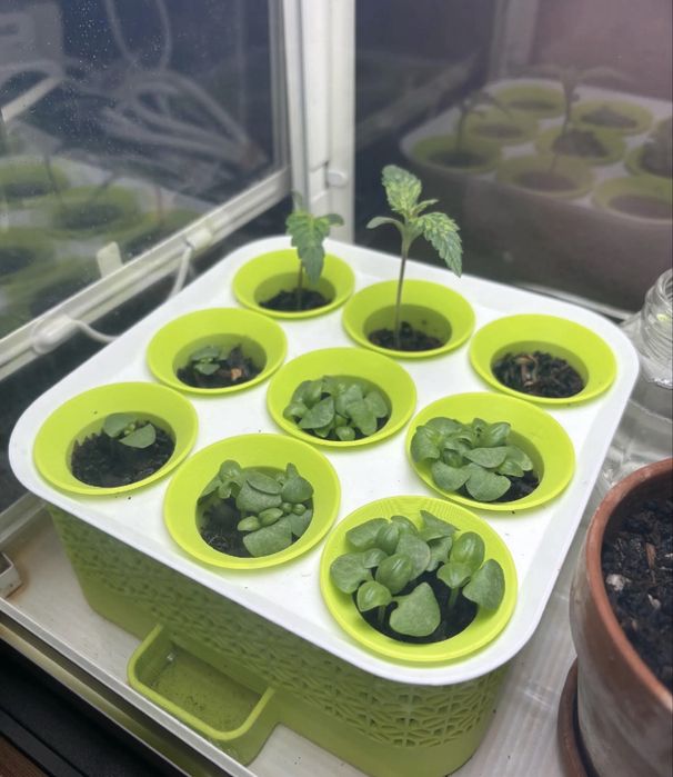 Kit para cultivo em casa