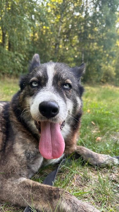 Husky mix, błękitnooka, 6 letnia, adopcja