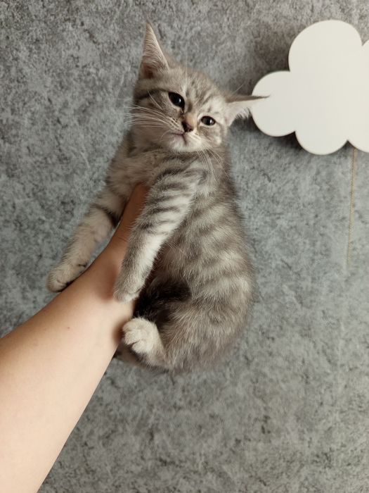 Продам котят скоттиш-фолд