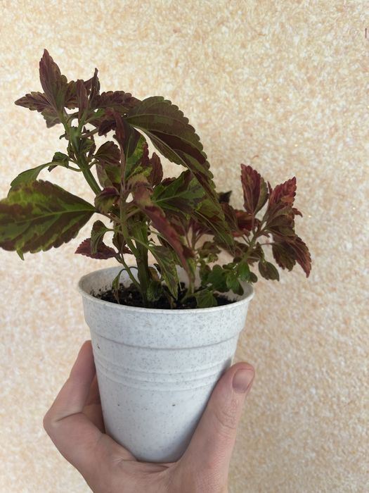 Колеуси. Гарно вкоріненні