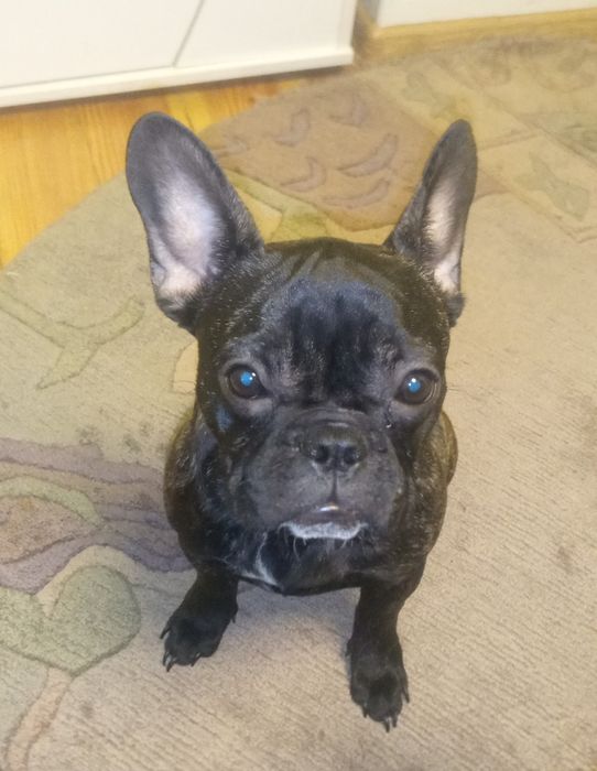 Дівчинка  француженка!!!