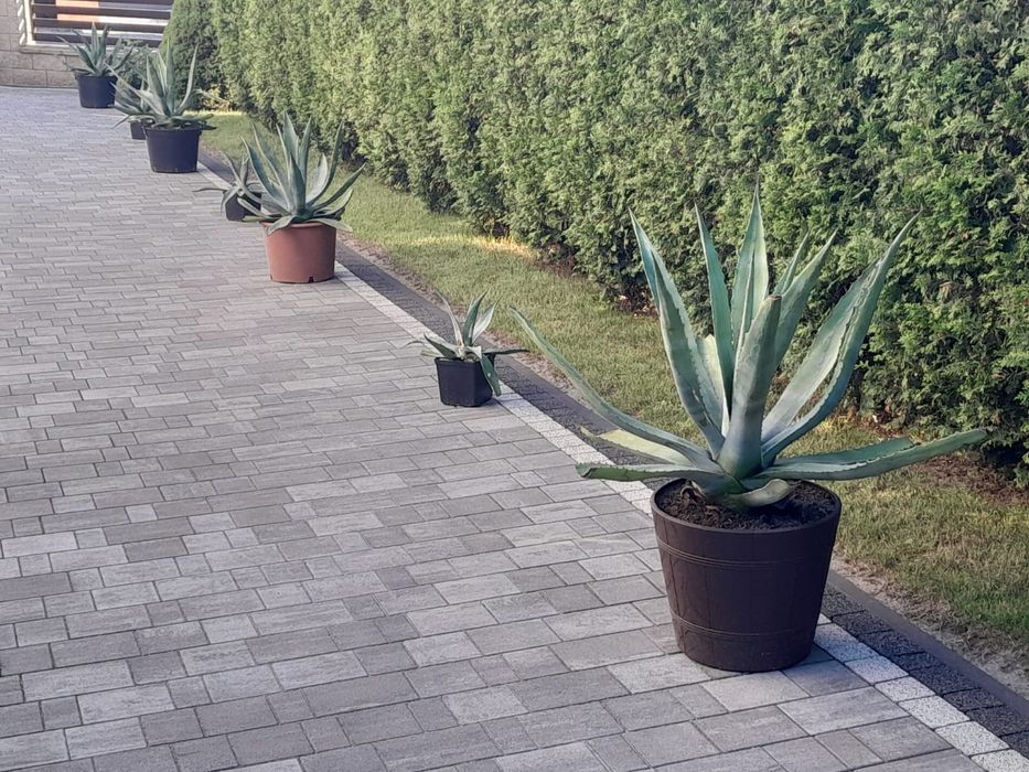 Do sprzedaży Agawy