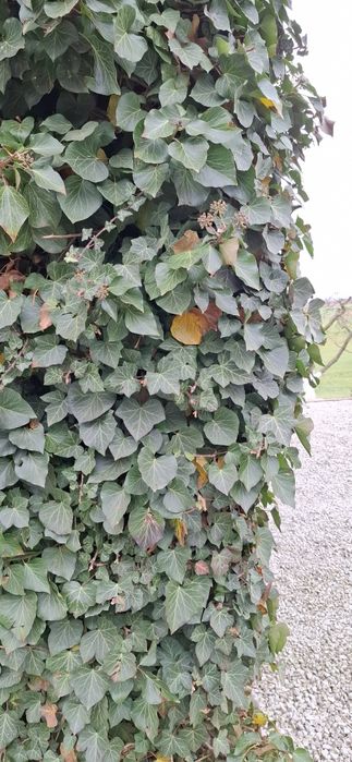 Bluszcz 40 sztuk sadzonki