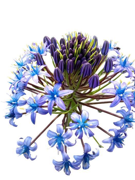 Scilla Peruviana