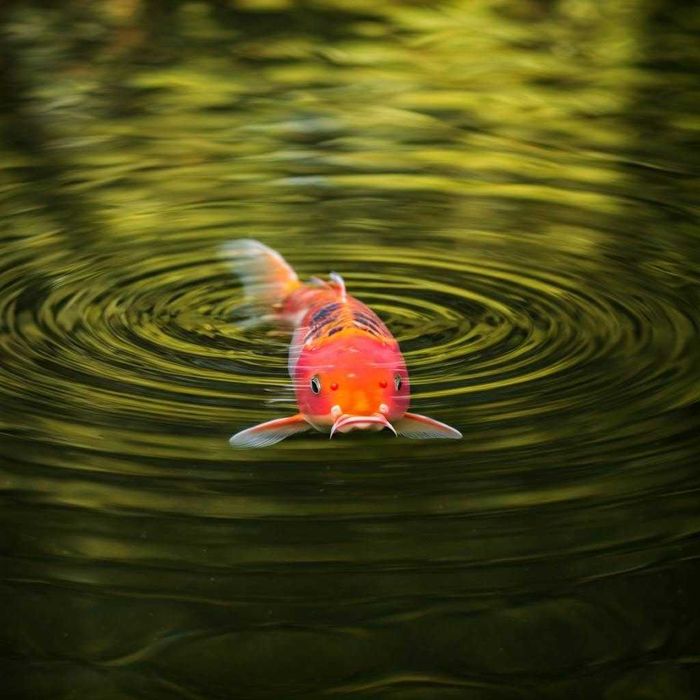 Karp KOI ok.15cm - Dostępne od ręki na miejscu