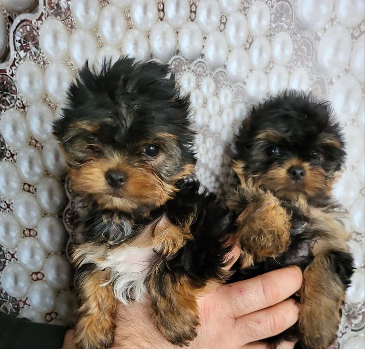Цуценята Йорка міні
