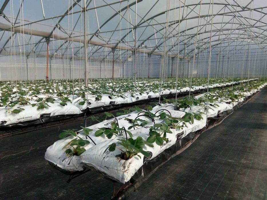 Estufas de agricultura