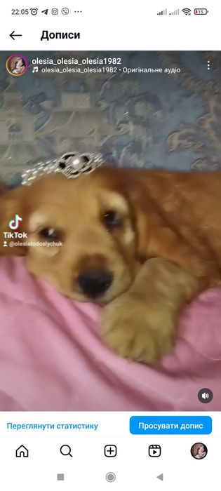 Дівчинка англійських кокер спаніелів