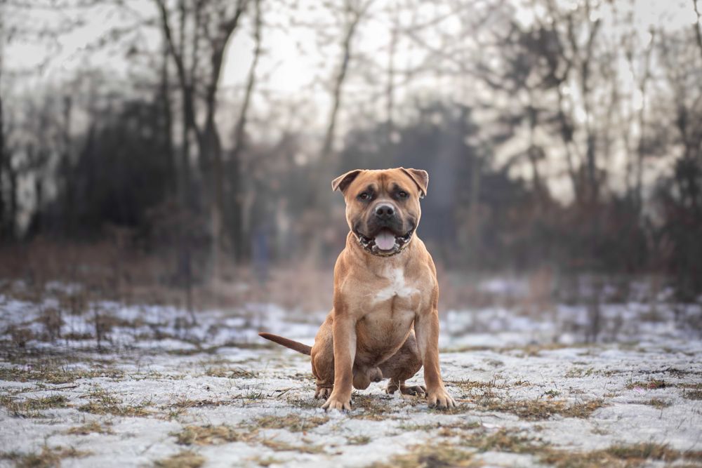 Pies Nr 17/26 DROGO Schronisko Psikot Chorzów