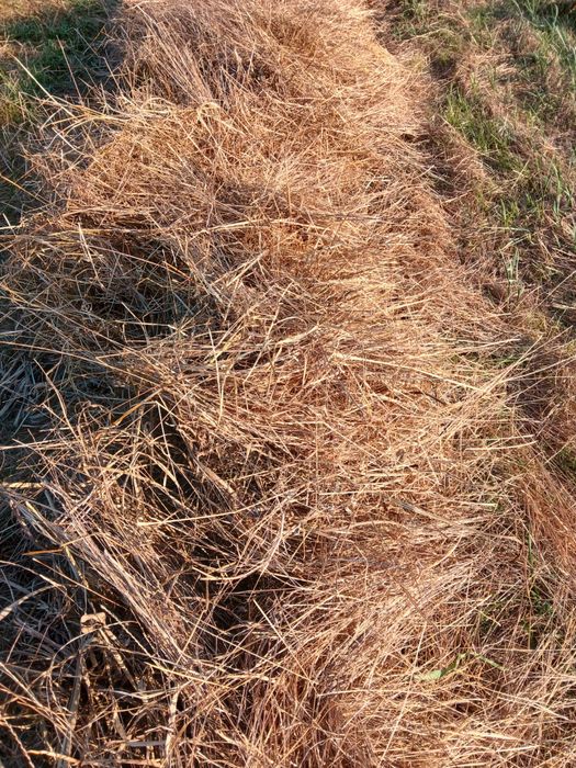 Fardos pequenos fes azevém