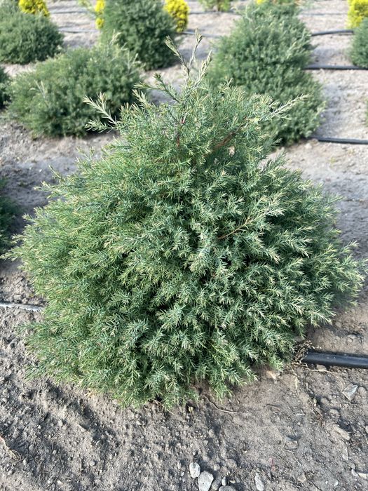 Туя західна Вересковидна