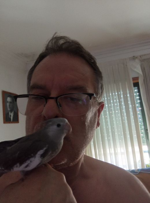 Vendo caturra domésticada