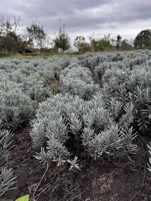 Саджанці лаванди