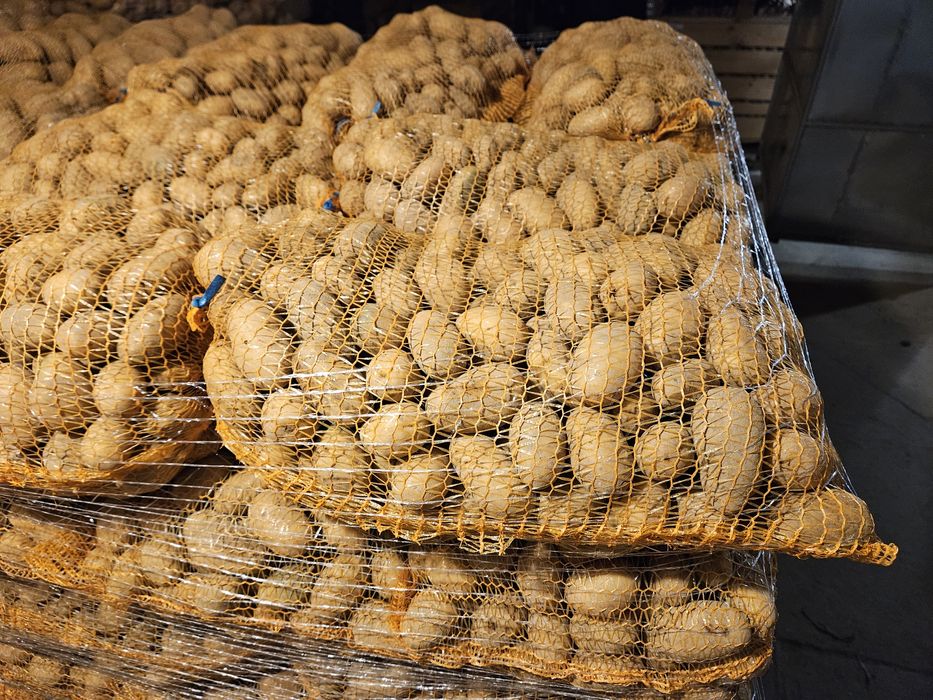 Ziemniaki Queen Anne  35-45mm