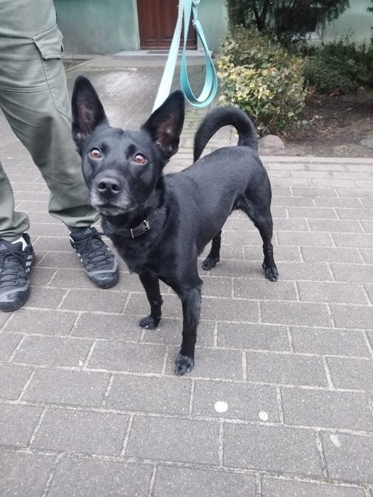 Diego, 4 letni pies do adopcji