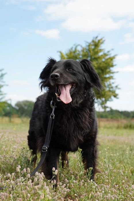 Dżeki - kudłacz uwielbiający długie spacery