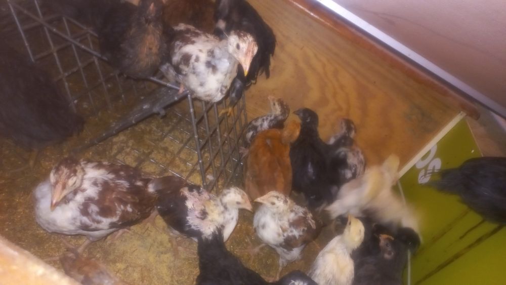 Frangos de várias raças cruzadas