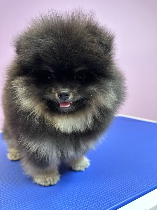 Szpic miniaturowy PETARDA !!!