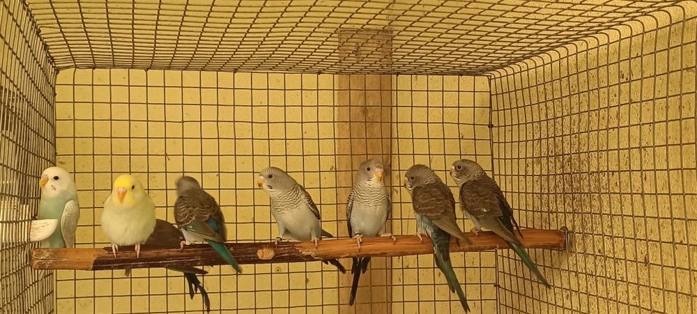 Periquitos asas negras azuis