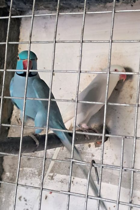 2 casais de ring necks