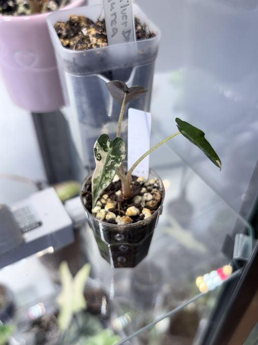 Alocasia Bambino Albo, planta da casa