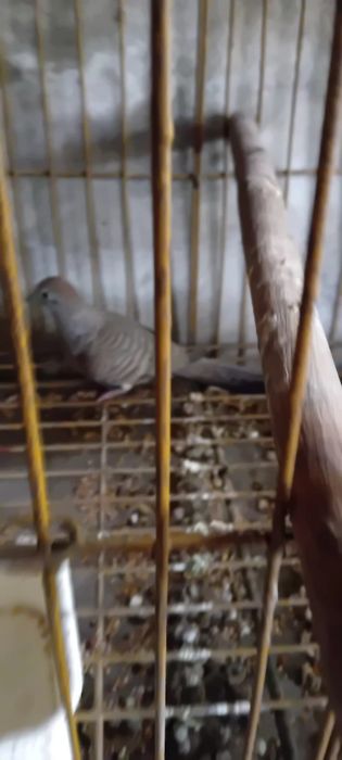 Aves criadas em cativeiro