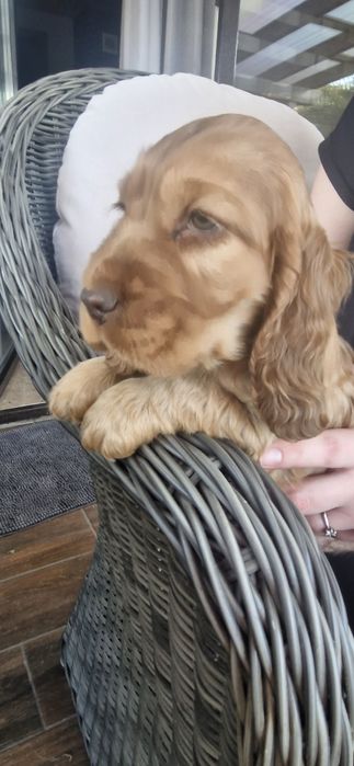 Cocker spaniel angielski
