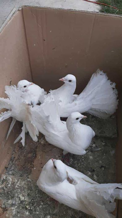 6szt pawików Do negocjacji. Kontakt SMS