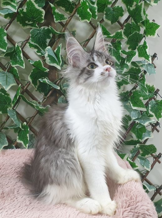 Fêmea Maine Coon com pedigree