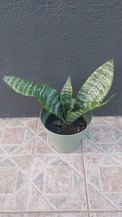 Vendo vaso espada de Sao Jorge